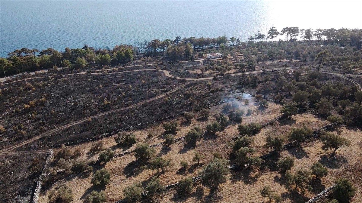 Muğla'nın Menteşe ilçesinde çıkan orman yangınında zarar gören alanlar, Anadolu Ajansı (AA) ekibi...