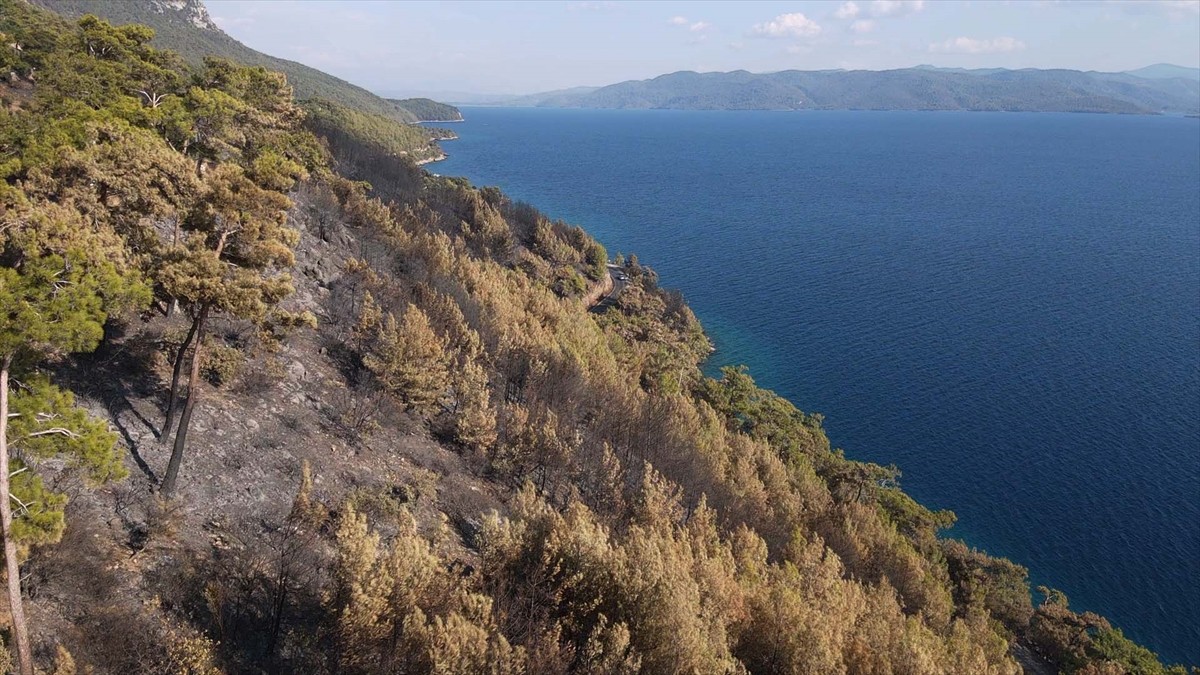 Muğla'nın Menteşe ilçesinde çıkan orman yangınında zarar gören alanlar, Anadolu Ajansı (AA) ekibi...