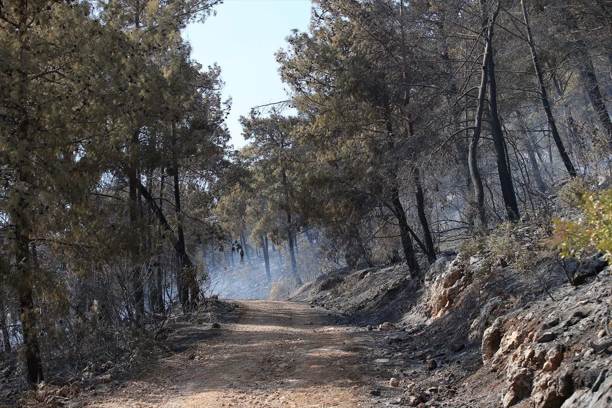 Muğla'nın Menteşe ilçesindeki orman yangını, havadan ve karadan müdahaleyle kısmen kontrol altına...