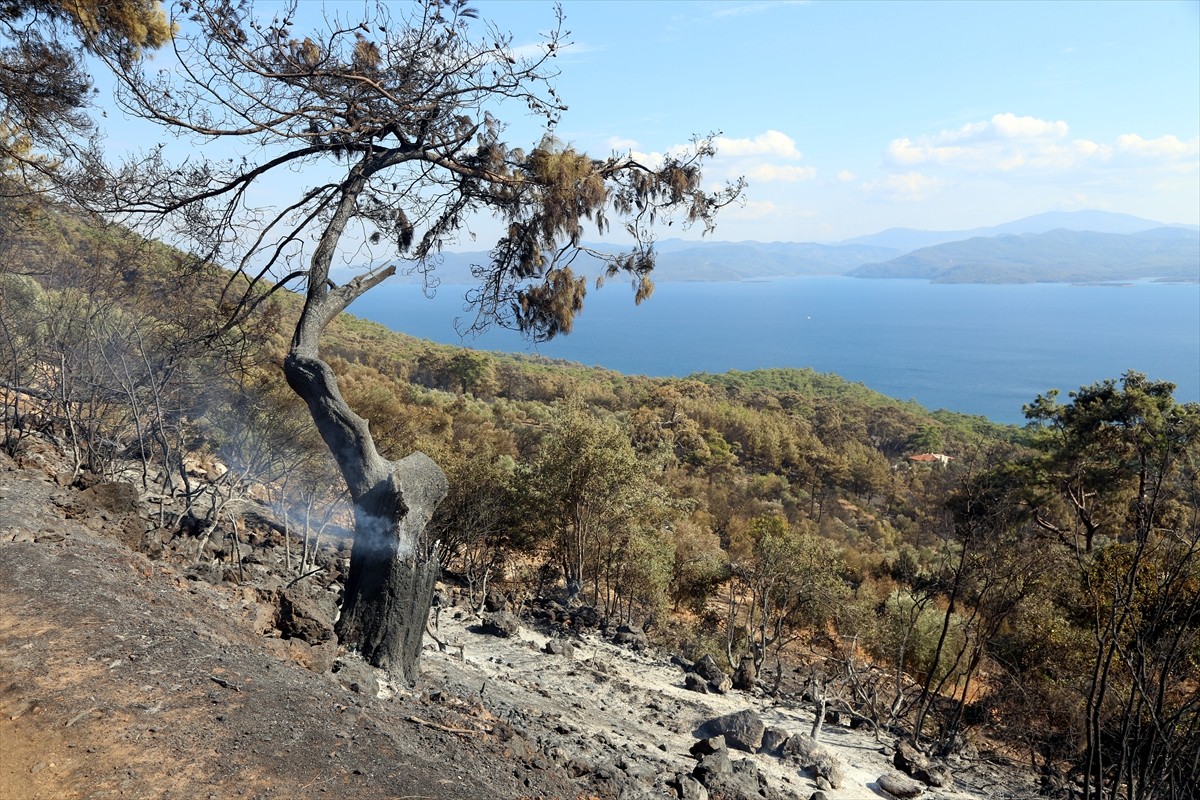 Muğla'nın Menteşe ilçesindeki orman yangını, havadan ve karadan müdahaleyle kısmen kontrol altına...