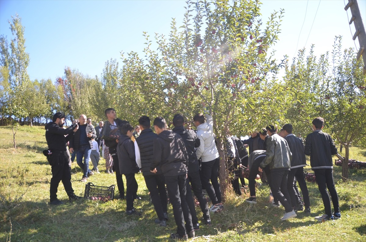 Hakkari'nin Yüksekova ilçesinde tarım sınıfı öğrencileri elma hasadına katıldı. Öğretmen ve...