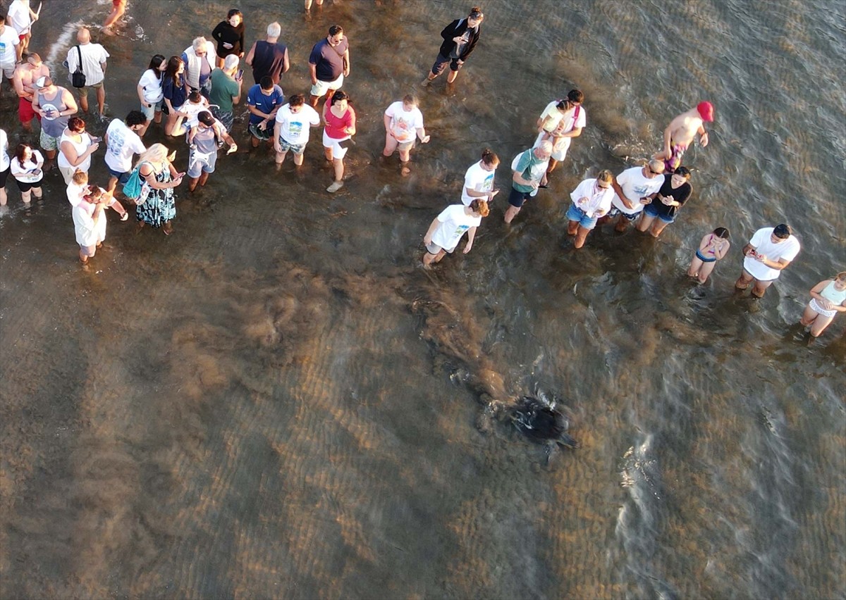 Muğla'nın Ortaca ilçesindeki Deniz Kaplumbağaları Araştırma, Kurtarma ve Rehabilitasyon...