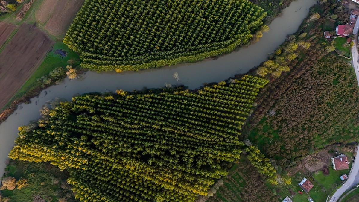 Düzce'de doğan ve Sakarya üzerinden Karadeniz'e dökülen Melen Çayı'nın çevresindeki ağaçlar...