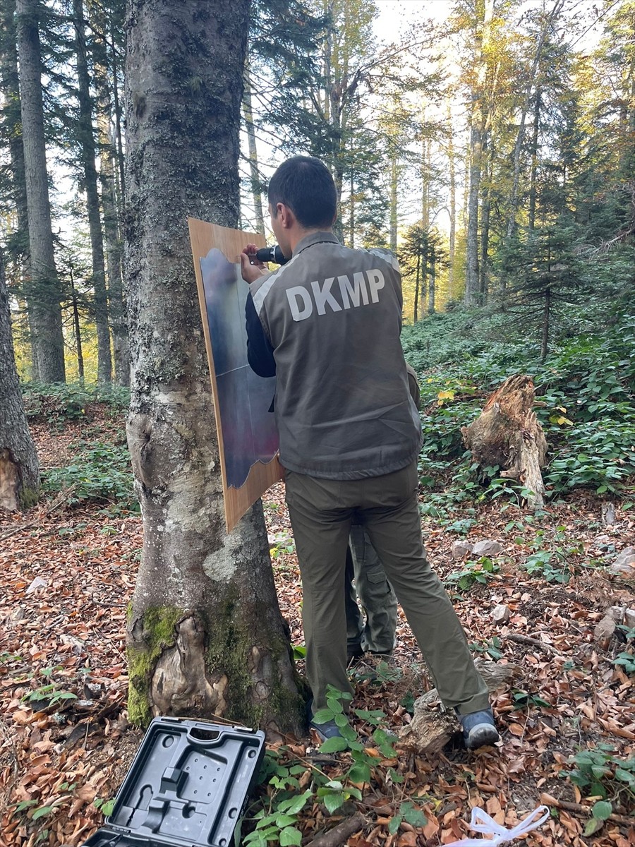 Bartın'da ormana yerleştirilen aynada kendisini gören ayının verdiği tepki, fotokapan tarafından...