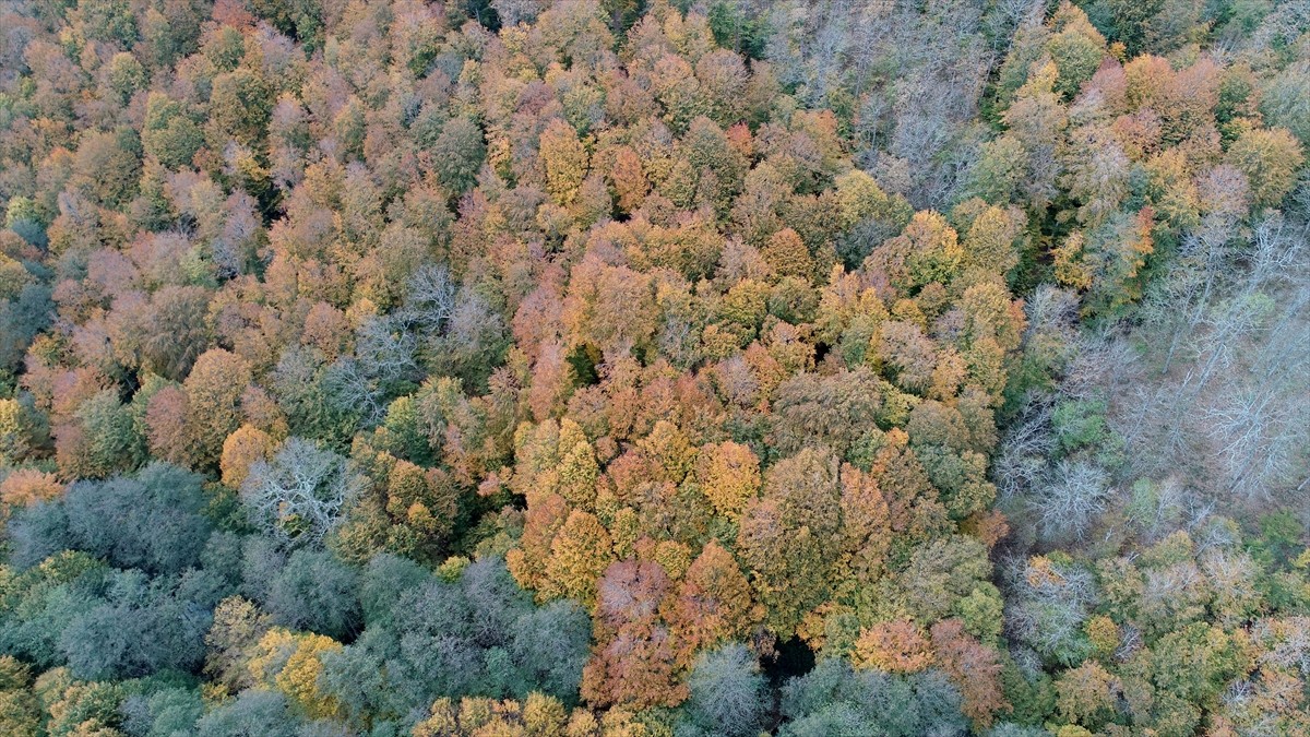 Trakya'nın Karadeniz kıyılarında yer alan, meşe ve çam ağaçlarıyla kaplı Istranca ormanlarında...