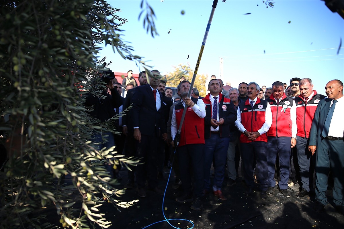 Tarım ve Orman Bakanı İbrahim Yumaklı, Kilis'in Kocabeyli köyünde zeytin hasadına katıldı. Eline...