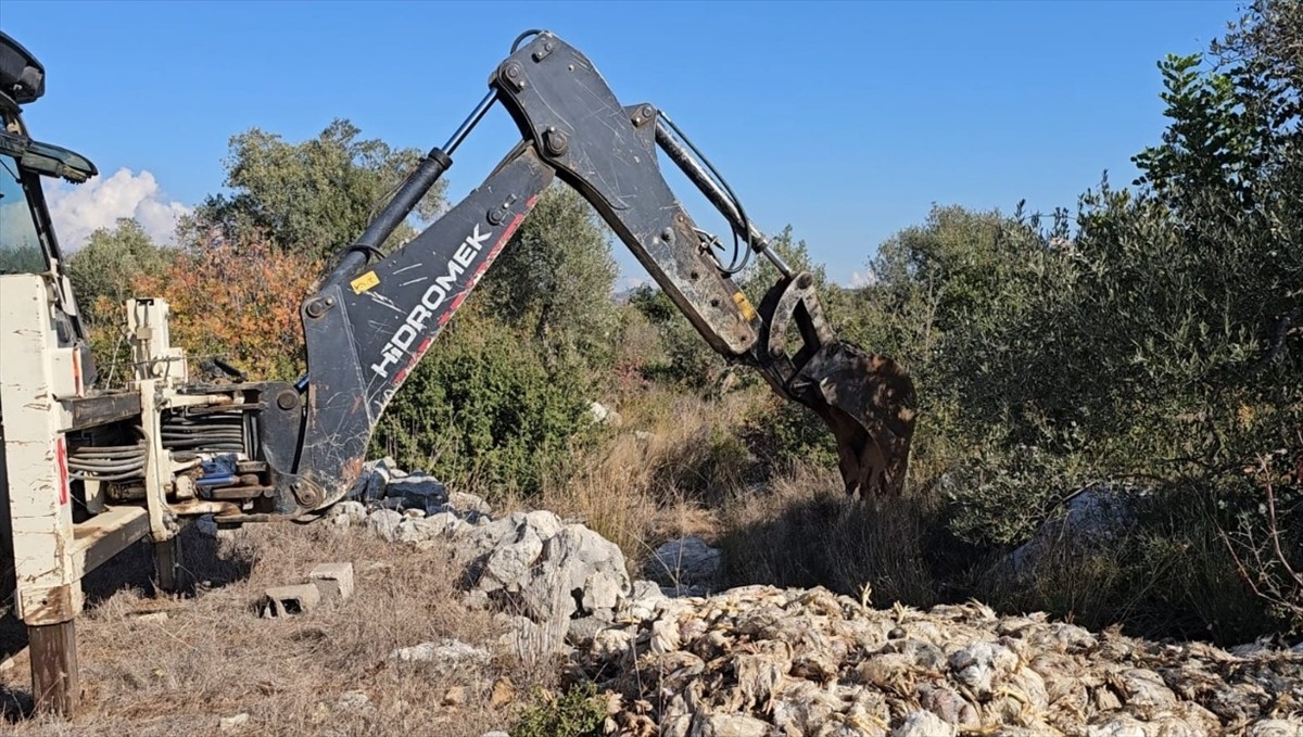 Mersin'in Tarsus ilçesinde yem tedariki yapılmadığı iddia edilen bir piliç üretim çiftliğindeki...