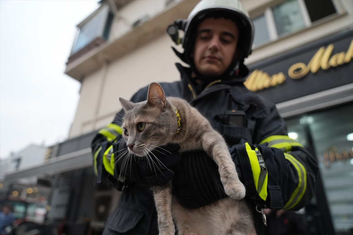 Düzce'de bir iş yerinin reklam tabelasına sıkışan 2 kedinin yardımına itfaiye ekipleri...